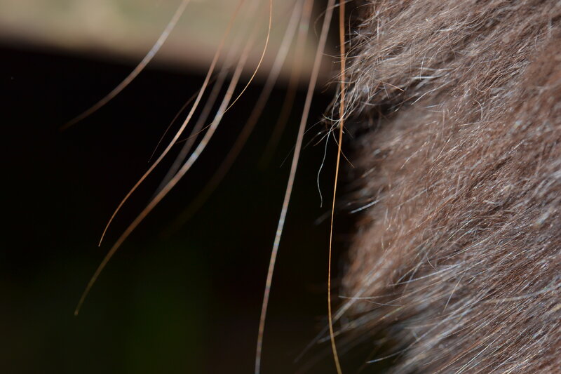 Close-up of Brown Hair — Neutral
