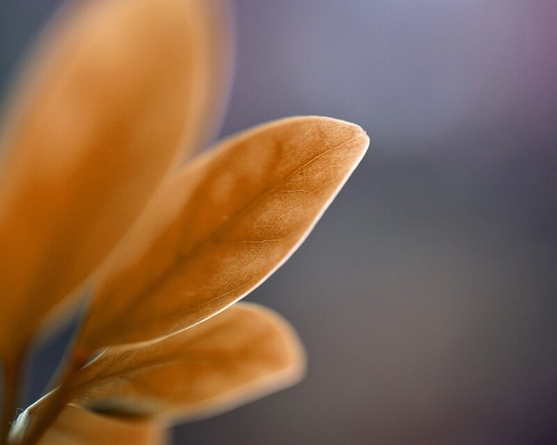 Close-up of Brown Leaves