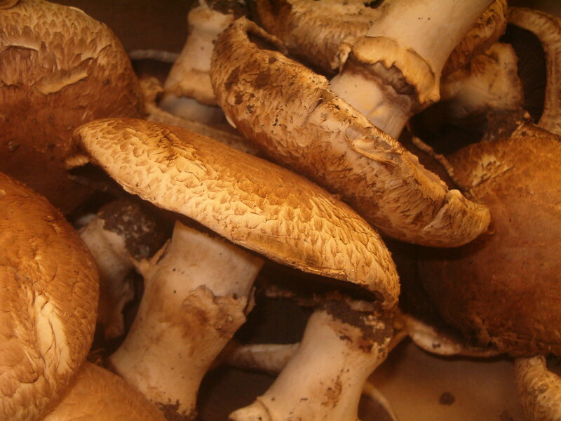 close-up of brown mushrooms