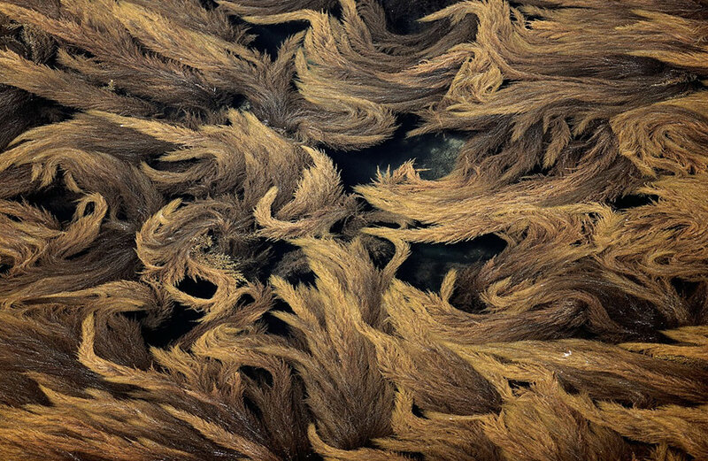 Close-up of brown seaweed