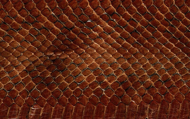 close-up of brown snake skin