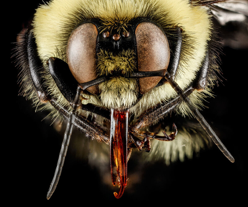 Close-up of Bumblebee