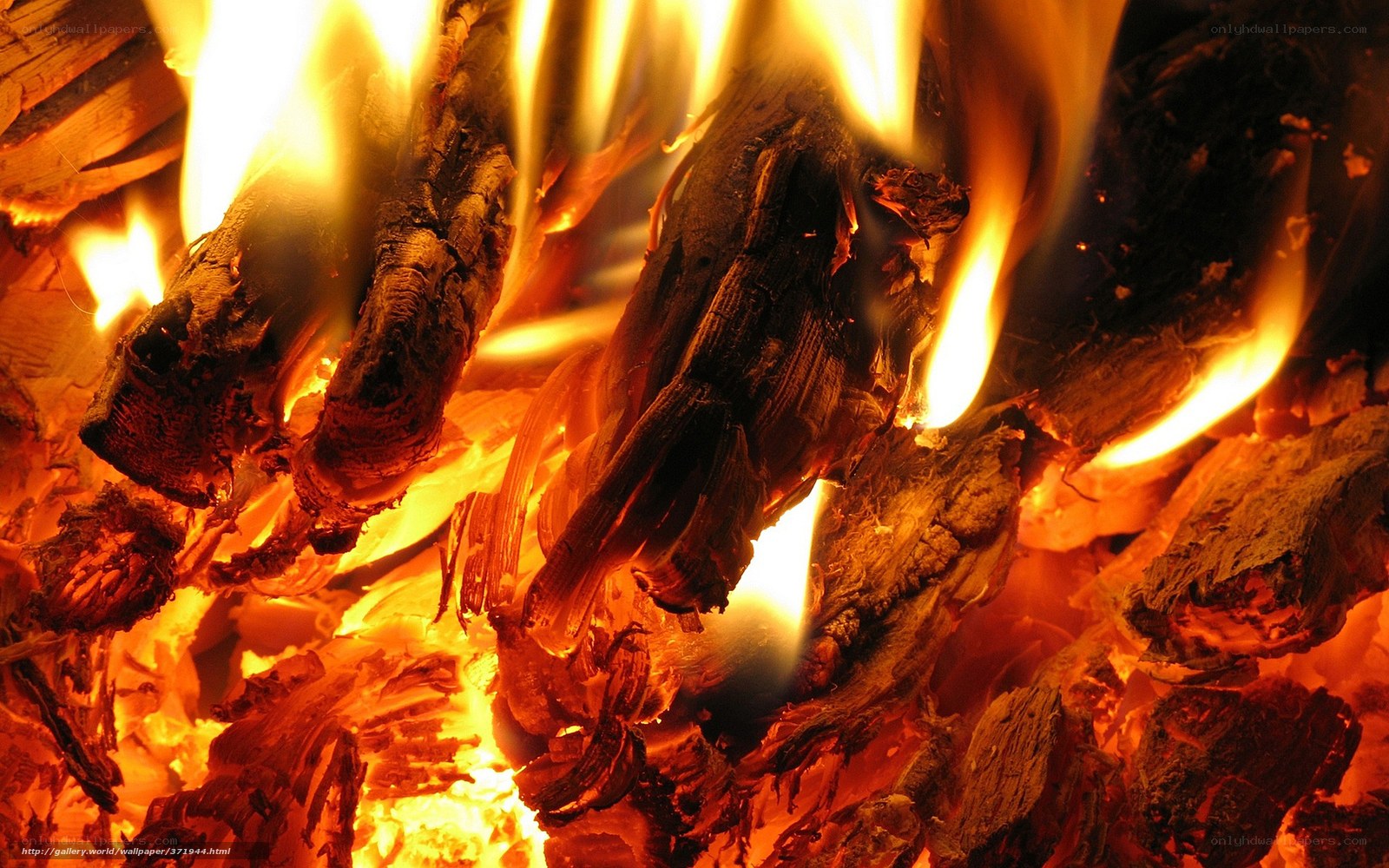 Close-up of burning firewood