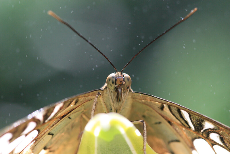 Close-up of Butterfly Head