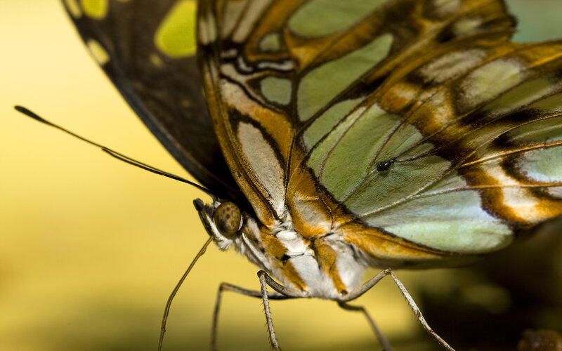 Close-up of Butterfly