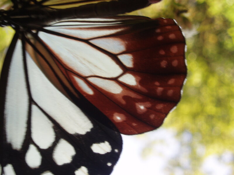 Close-up of butterfly wing
