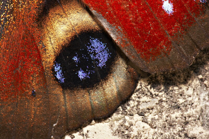 Close-up of butterfly wing