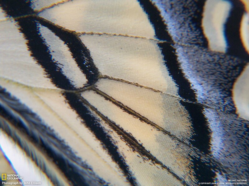 Close-up of butterfly wing