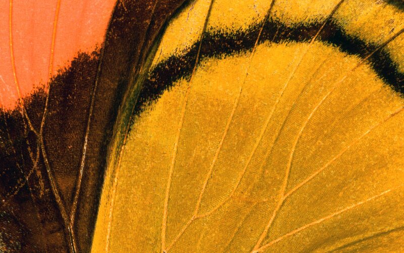 close-up of butterfly wing