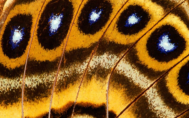 close-up of butterfly wing