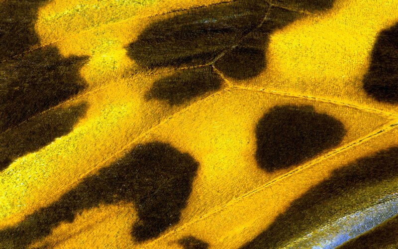 Close-up of butterfly wing