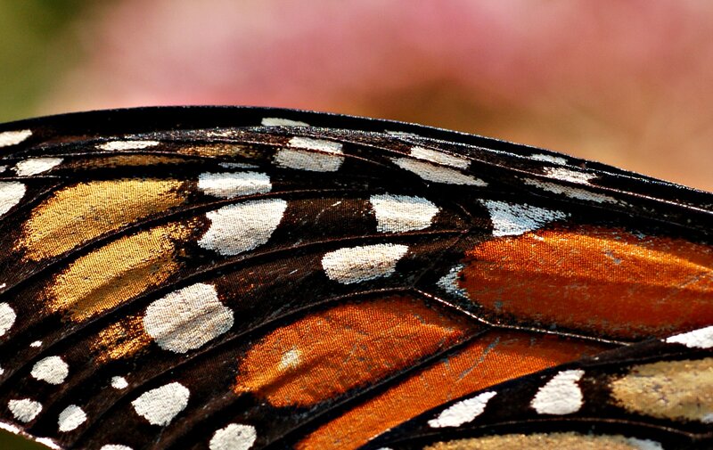 Close-up of Butterfly Wing — Black