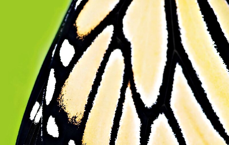 Close-up of Butterfly Wing — Yellow