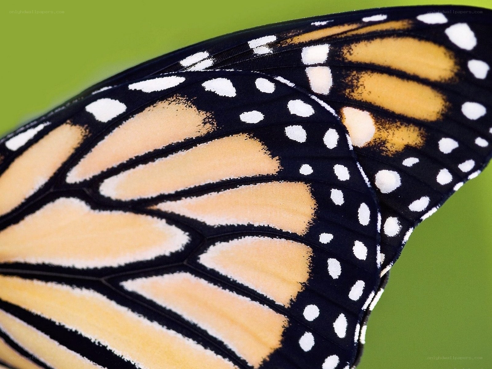 Close-up of butterfly wing