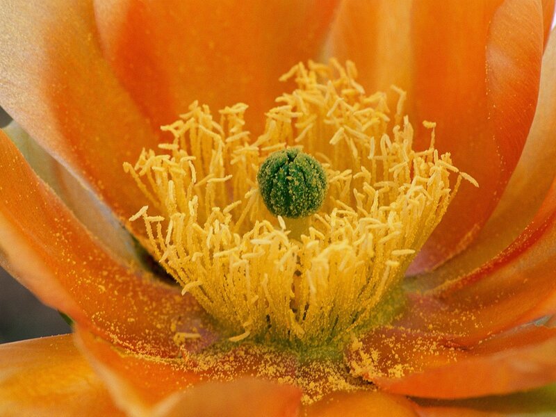 Close-up of Cactus Flower — Orange, Vibrant, Photograph