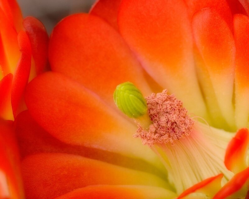 Close-up of Cactus Flower — Orange, Vibrant