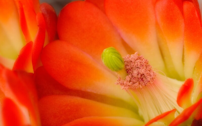 Close-up of Cactus Flower — Red, Vibrant