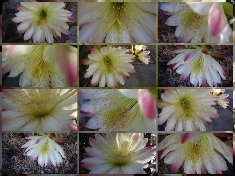 Close-up of cactus flowers