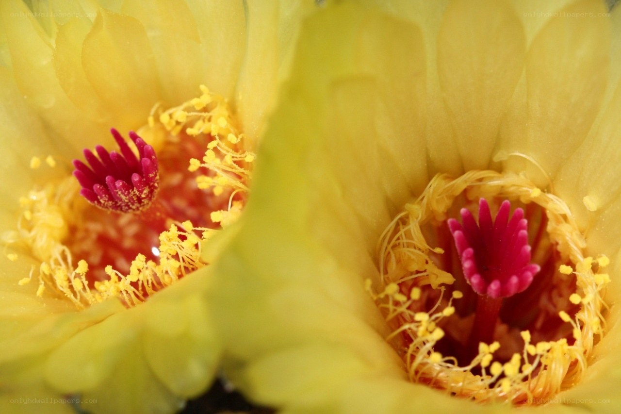 Close-up of cactus flowers