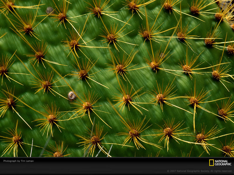 Close-up of Cactus Pad