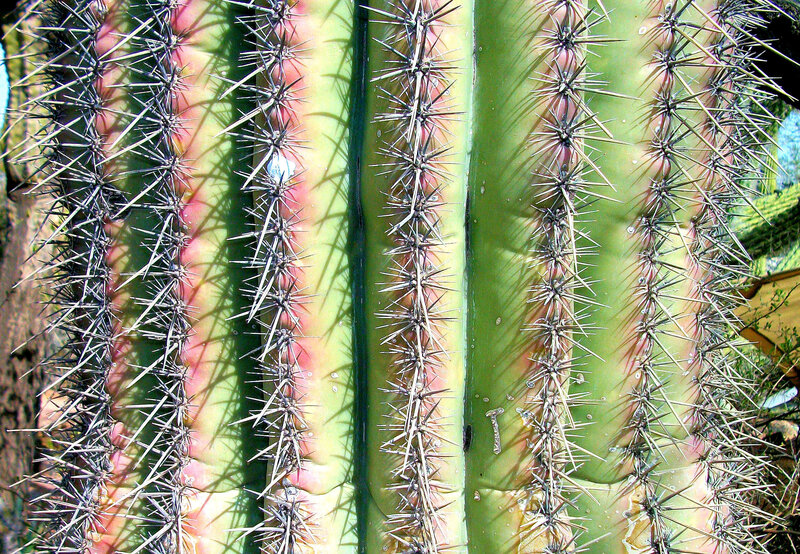 Close-up of Cactus Ribs