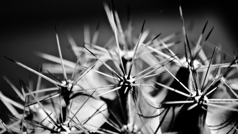 Close-up of Cactus Spines — Black