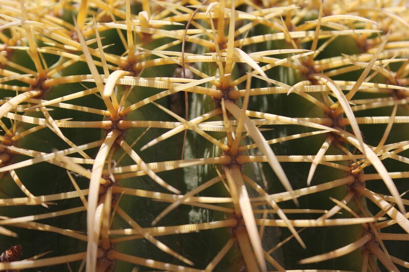 Close-up of Cactus Spines — Green, Natural