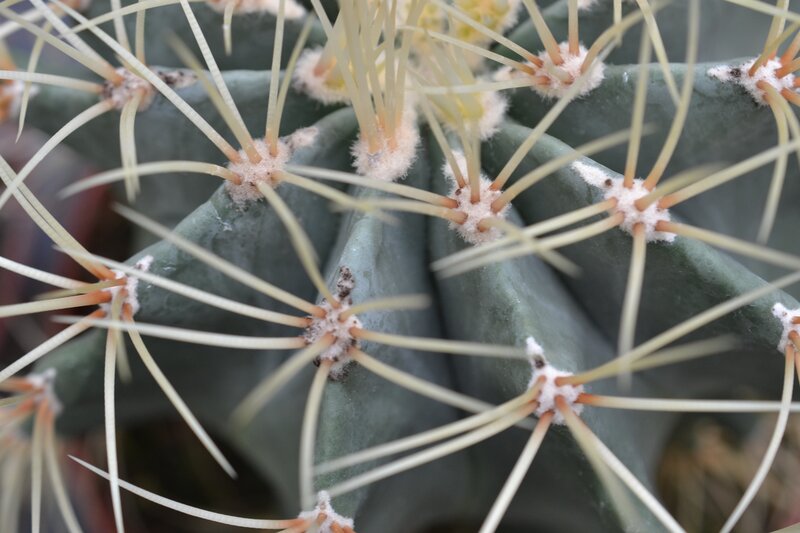 Close-up of Cactus Spines — Green, Neutral