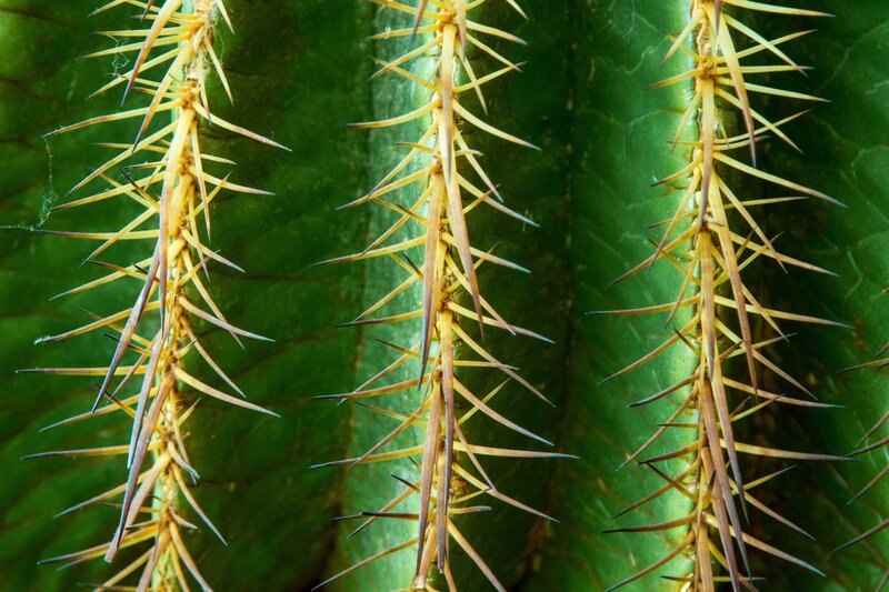 Close-up of Cactus Spines — Green