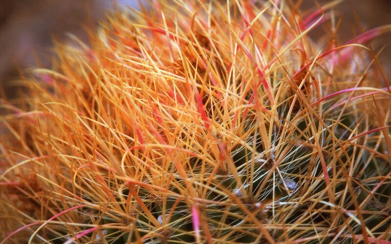 Close-up of Cactus Spines — Orange