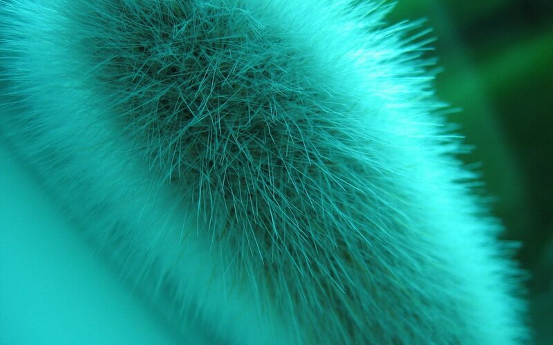 Close-up of Cactus Spines — Teal