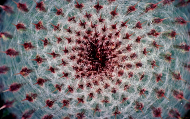 Close-up of Cactus Spines — White, Textured