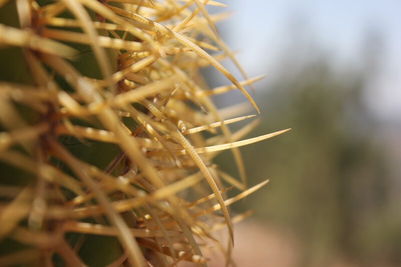 Close-up of Cactus Spines — Yellow, Natural