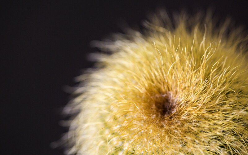 Close-up of Cactus Spines — Yellow