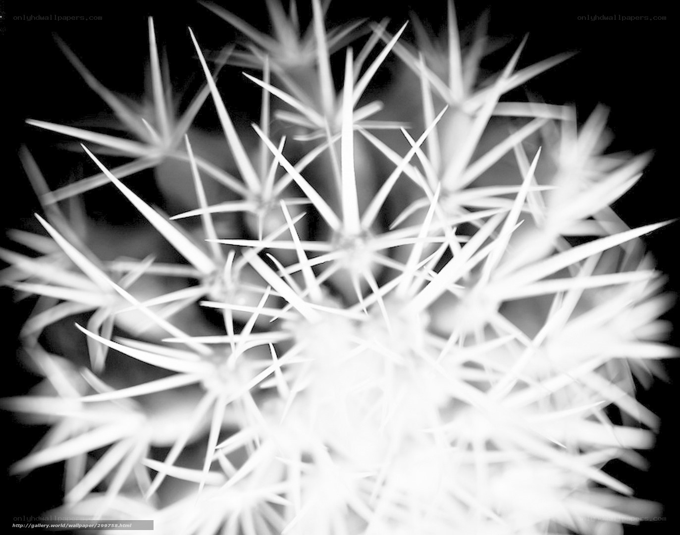 Close-up of cactus spines
