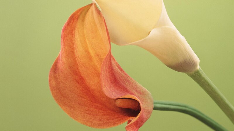 Close-up of calla lilies