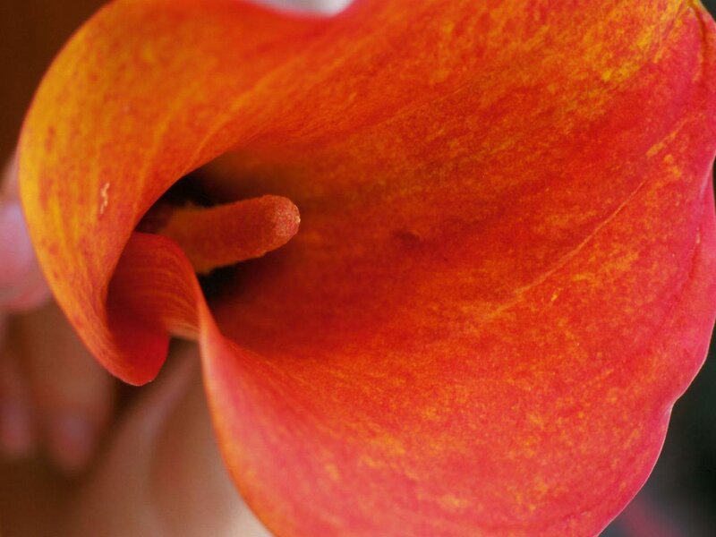 Close-up of Calla Lily