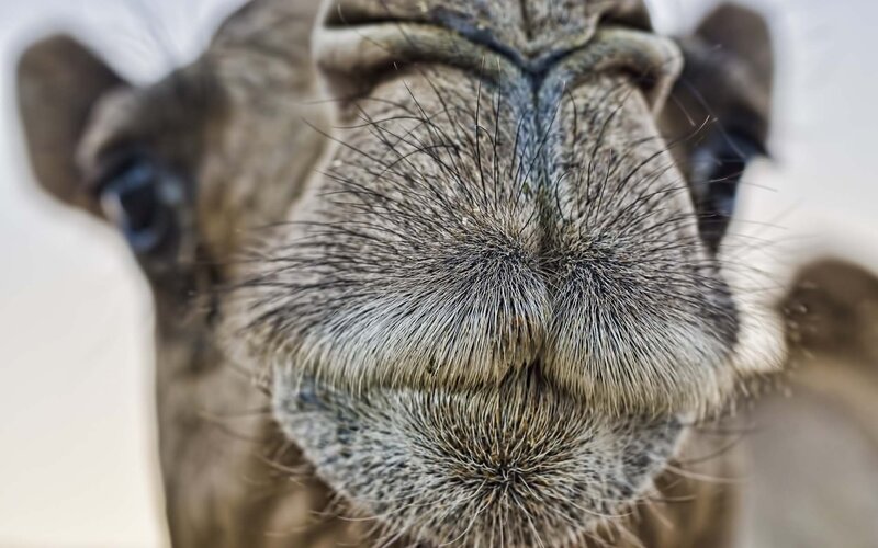 close-up of camel nose