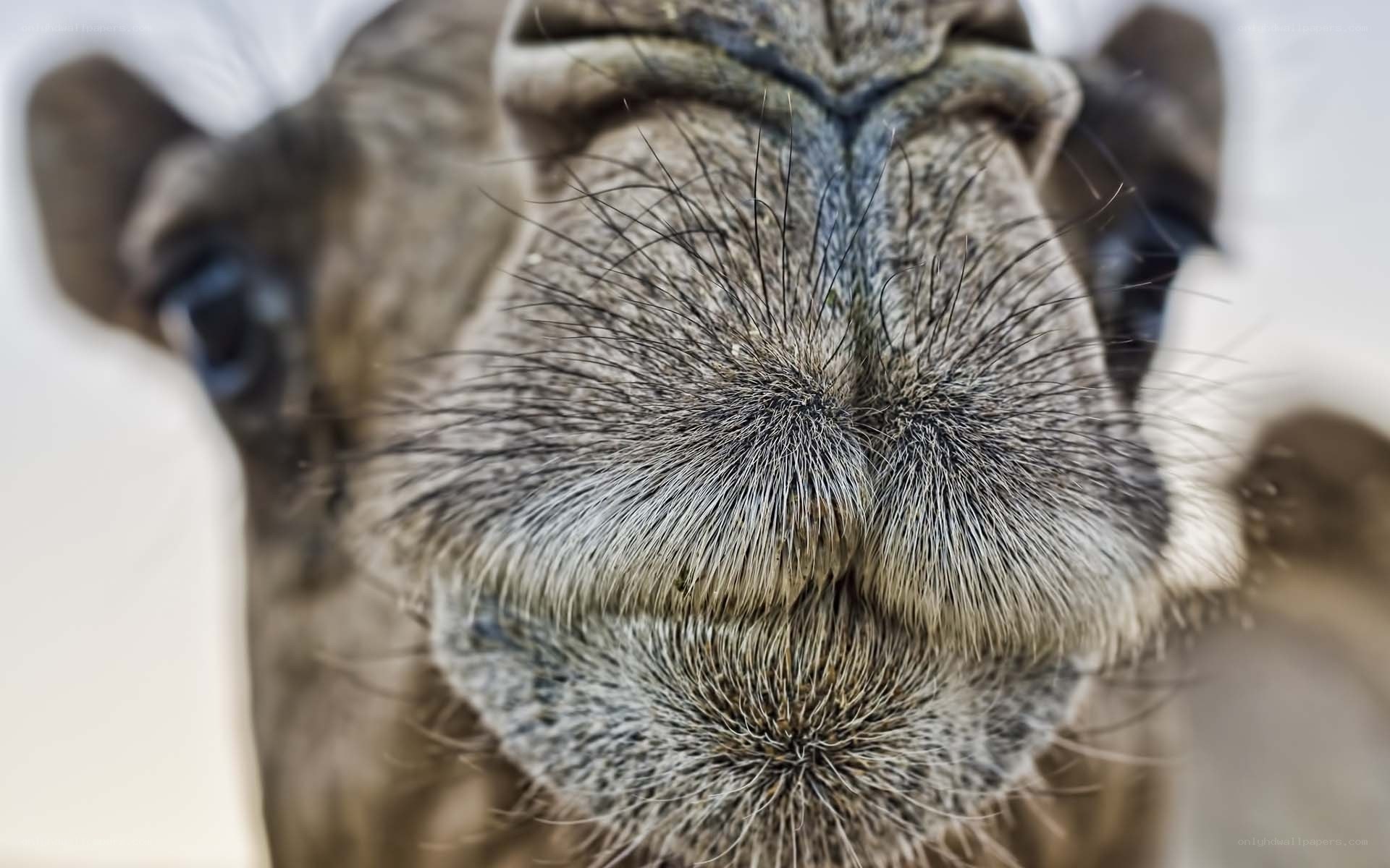 close-up of camel nose