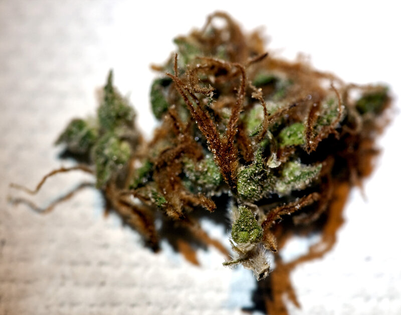 close-up of cannabis bud