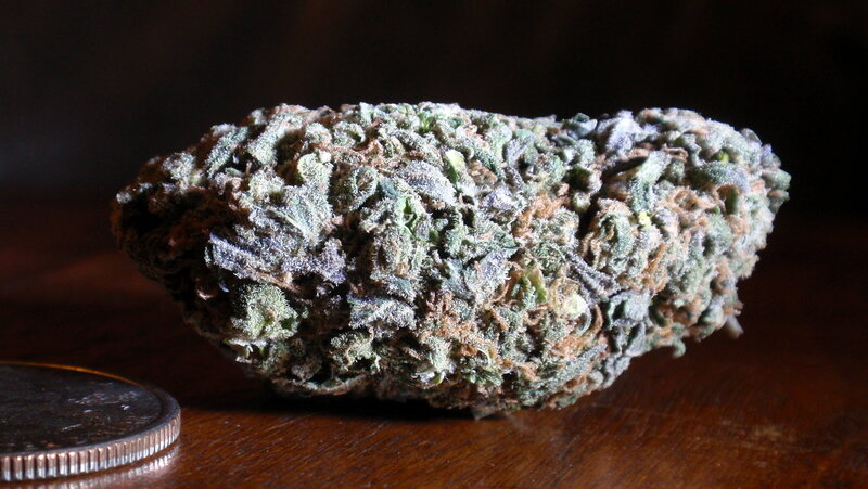 close-up of cannabis bud
