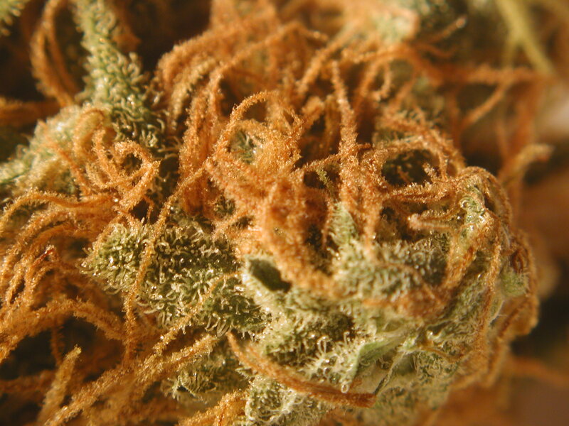 Close-up of cannabis bud