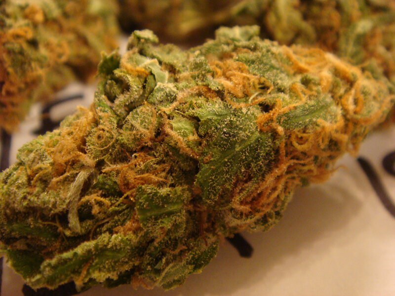 close-up of cannabis bud