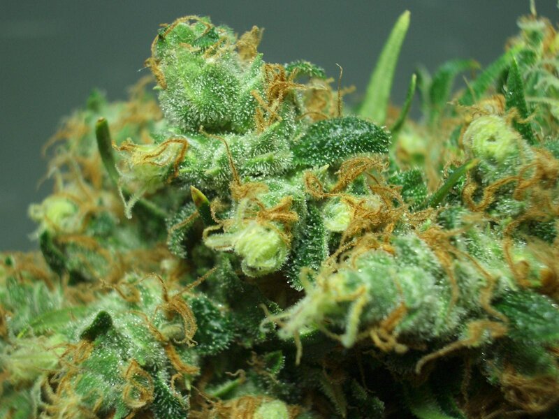 close-up of cannabis bud