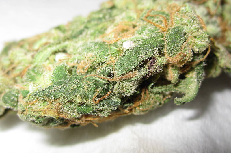 close-up of cannabis bud