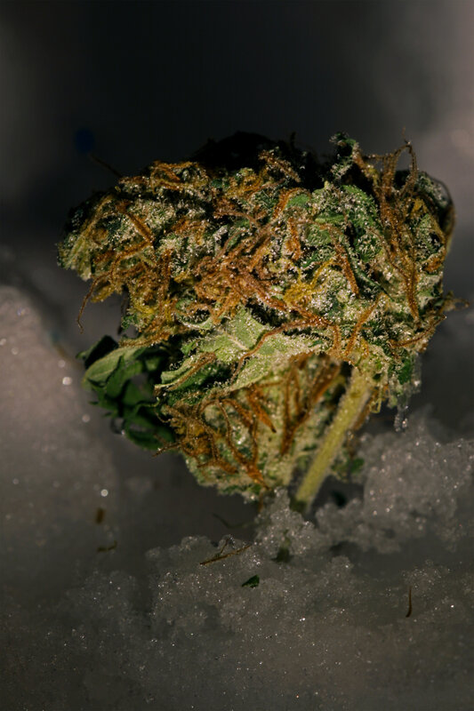 close-up of cannabis bud