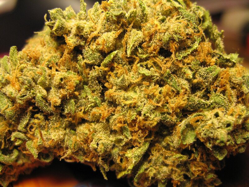 close-up of cannabis bud
