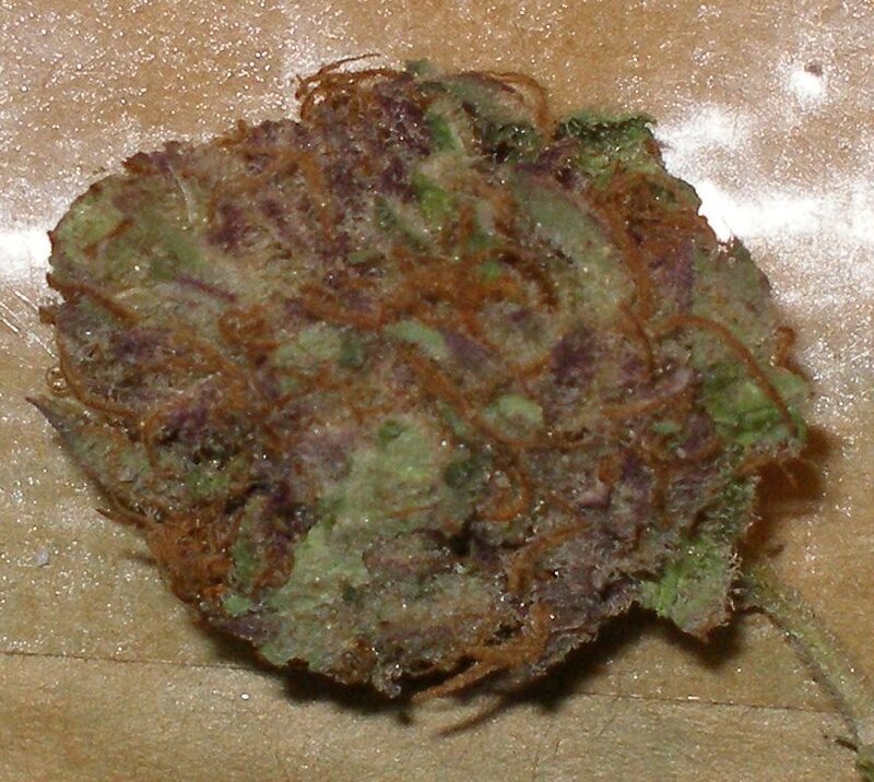 close-up of cannabis bud