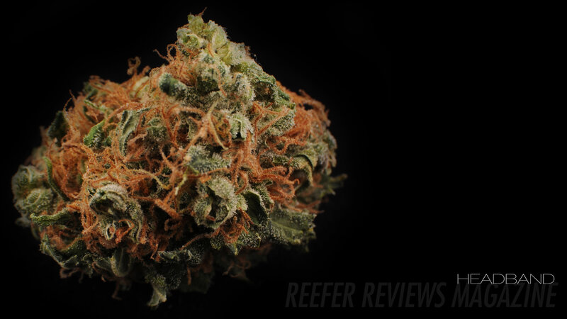 close-up of cannabis bud