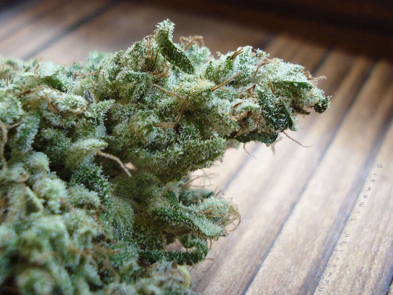 close-up of cannabis bud